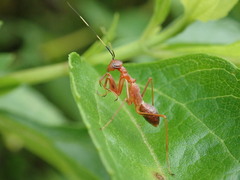 Hapalopezella maculata