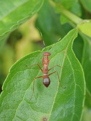 Hapalopezella maculata