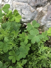 Oxalis corniculata