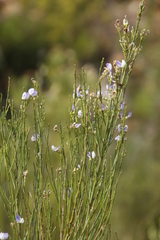 Psoralea usitata