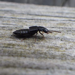 Coprophilus striatulus