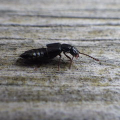 Coprophilus striatulus