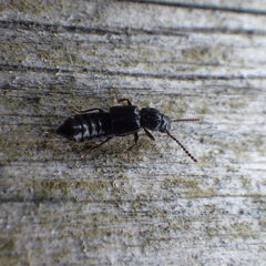 Coprophilus striatulus