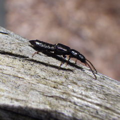 Coprophilus striatulus