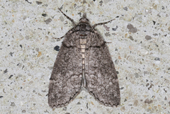 Smyriodes trigramma