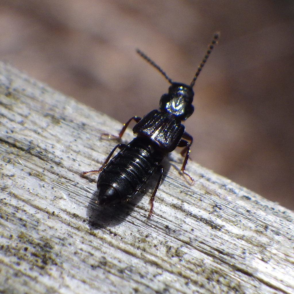 Rove beetle