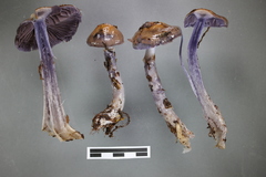 Cortinarius taylorianus