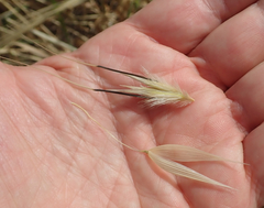 Avena sterilis
