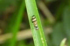 Chaetopsis fulvifrons