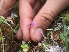Pinguicula villosa