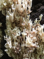 Artomyces pyxidatus