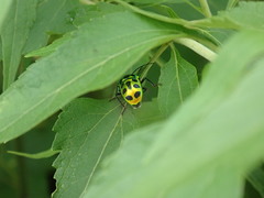 Chrysocoris stockerus