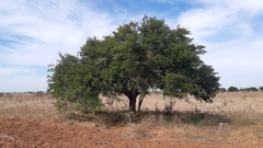 Ebenopsis caesalpinioides