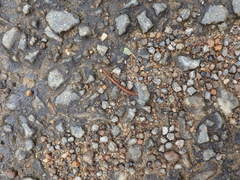 Haemadipsa zeylanica