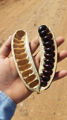 Ebenopsis caesalpinioides