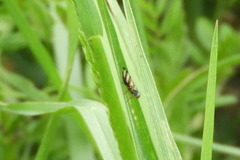 Chaetopsis fulvifrons