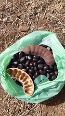 Ebenopsis caesalpinioides