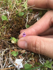 Pinguicula villosa