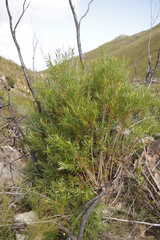 Metrosideros angustifolia