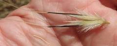 Avena sterilis