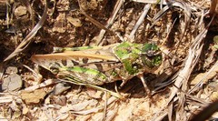 Pardalophora phoenicoptera