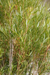 Metrosideros angustifolia