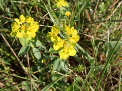 Euphorbia verrucosa