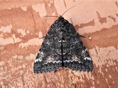 Catocala briseis briseis