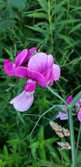 Lathyrus