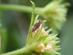Teleonemia scrupulosa