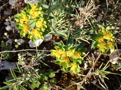 Euphorbia verrucosa