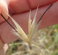 Avena sterilis