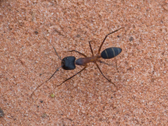 Camponotus lespesii