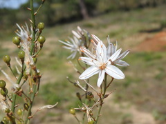 Asphodelus serotinus