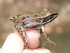 Lithobates sphenocephalus utricularius