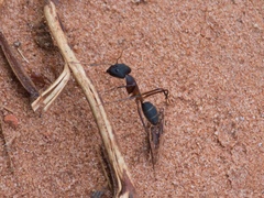 Camponotus lespesii