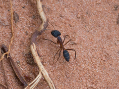 Camponotus lespesii