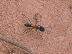 Camponotus lespesii