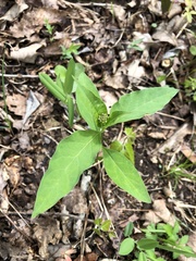 Asclepias quadrifolia