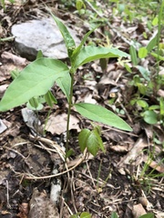 Asclepias quadrifolia