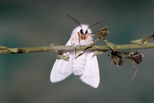 Autumn Webworm