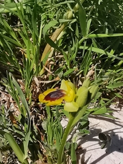 Ophrys lutea phryganae