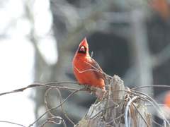 Cardinalis