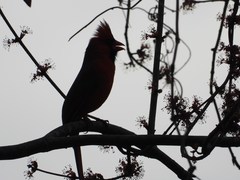 Cardinalis