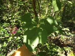 Canavalia septentrionalis