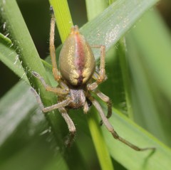 Cheiracanthium erraticum