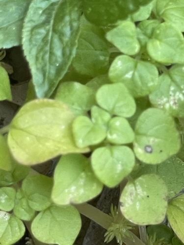 Parietaria image