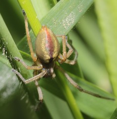 Cheiracanthium erraticum