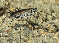 Ellipsoptera