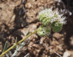 Phacelia malvifolia